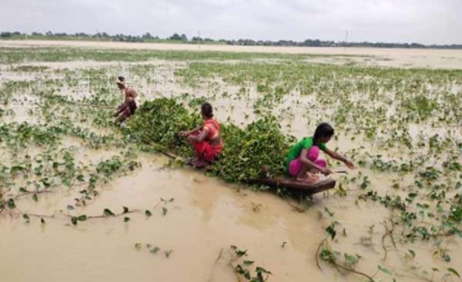 बिहार: बाढ़ ने पशुपालकों की बढाई परेशानी, 'जुगाड़ की नाव' से खेतों में पहुंच काट रहे चारा