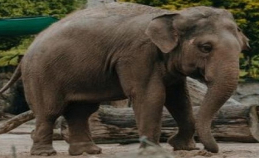 लखीमपुर खीरी के जंगलों में सेल्फी लेते वक्त छात्र को हाथी ने रौंदा