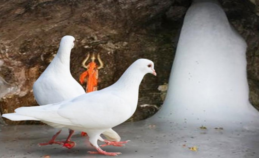 अमरनाथ यात्रा 2019 : गुफा में मौजूद दो सफेद कबूतरों का क्या है रहस्य..