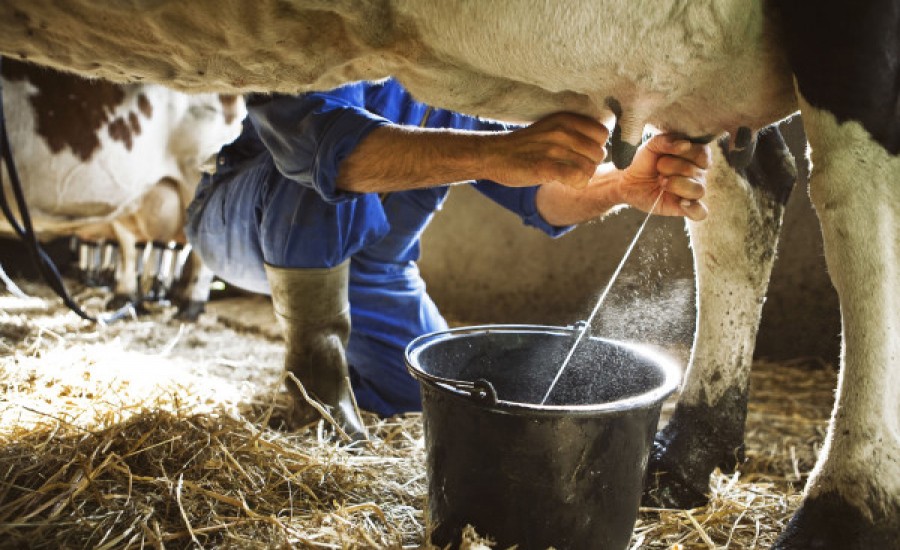 मेरी गाय दूध नहीं देती, केस दर्ज करने की माँग लेकर थाने पहुँचा किसान