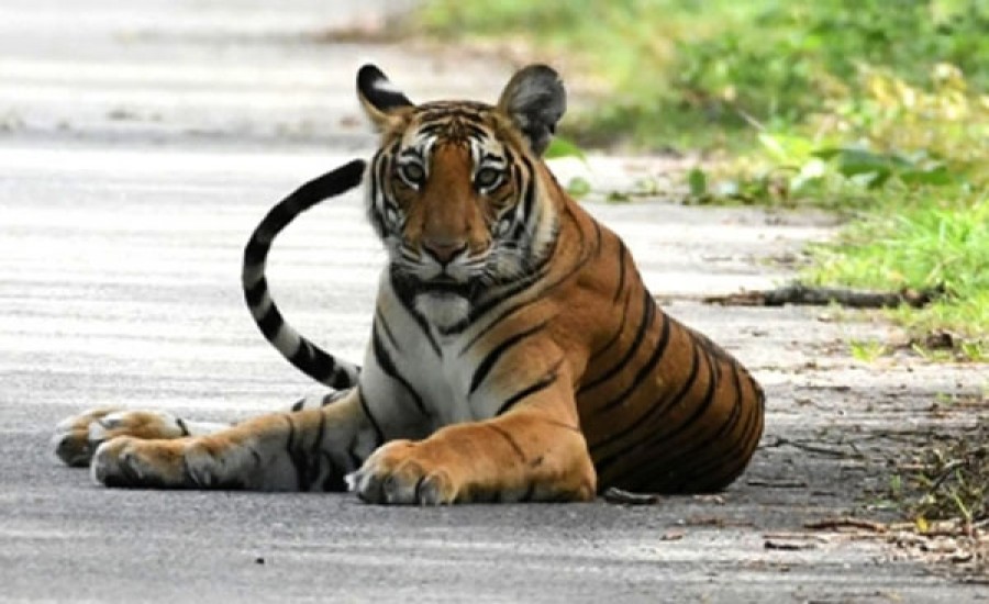 लखीमपुर खीरी में बाघ ने 14 साल के लड़के को मार डाला
